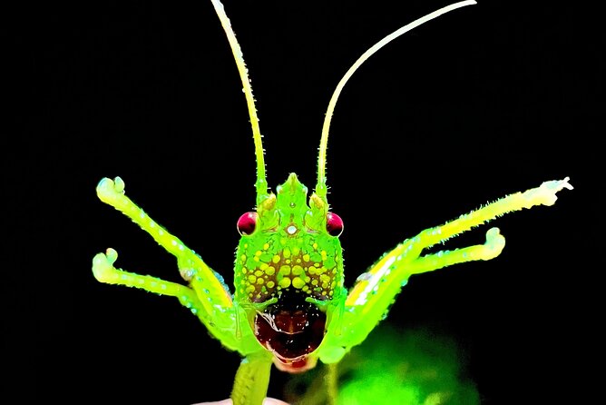 Private Jungle Night Tour in Quepos - Key Points