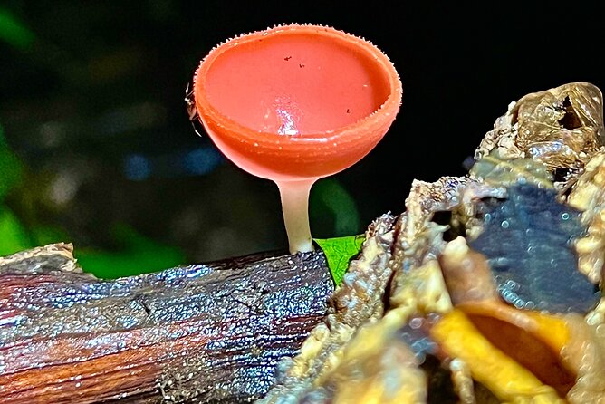 Private Jungle Night Tour in Quepos - Inclusions