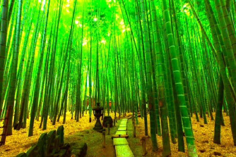 Private Kamakura and Yokohama Sightseeing Tour With Guide - Key Points