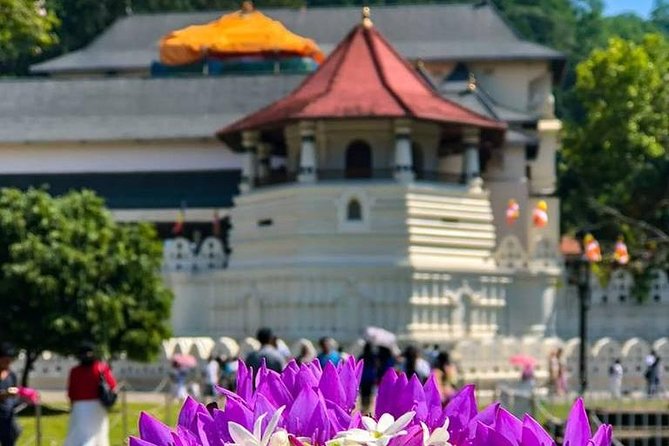 Private Kandy Day Tour From Colombo - Reviews and Experiences