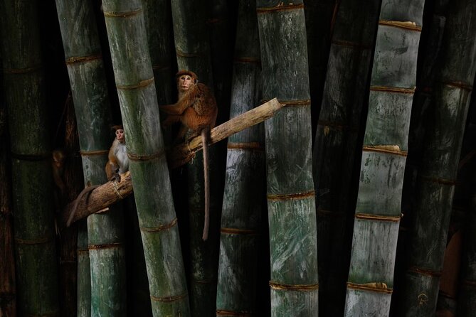 Private Kandy Day Tour From Negombo - Inclusions and Services