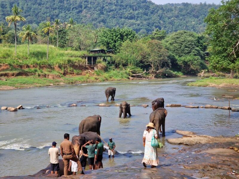 Private Kandy Pinnawala Day Tour From Bentota - Health and Safety Restrictions