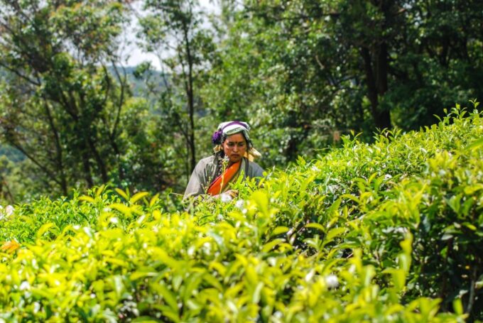 Private Kandy Pinnawala Day Tour From Bentota - Frequently Asked Questions