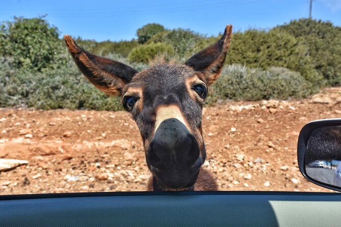 PRIVATE KARPAZ TOUR From Nicosia - Reviews and Ratings