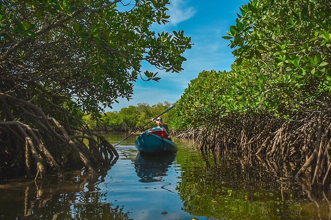 Private Kayaking Adventure Around the Mangroves and La Paz Bay - Inclusions and Participant Information