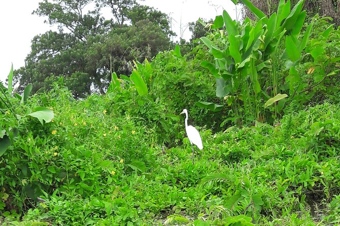 Private Kayaking Experience in Ometepe - Meeting Point and Pickup