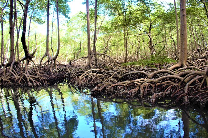 Private Kayaking Los Haitises National Park From Sabana De La Mar - Meeting Point and Transportation