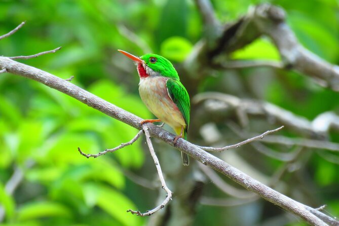 Private Kayaking Nature Tour of Los Haitises National Park - Pickup Information