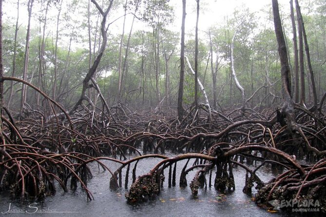 Private Kayaking Nature Tour of Los Haitises National Park - Health and Safety Guidelines