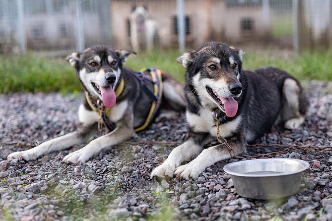 Private Kennel Visit and ATV Tour With the Huskies - Good To Know