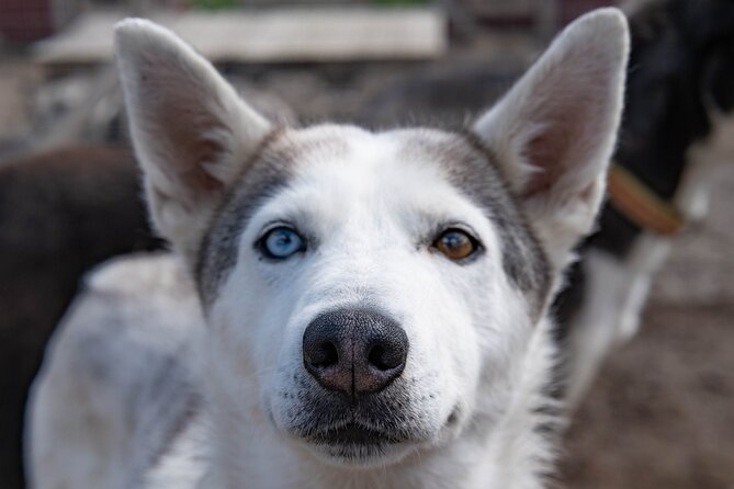 Private Kennel Visit and ATV Tour With the Huskies - Husky Kennel and Dogs