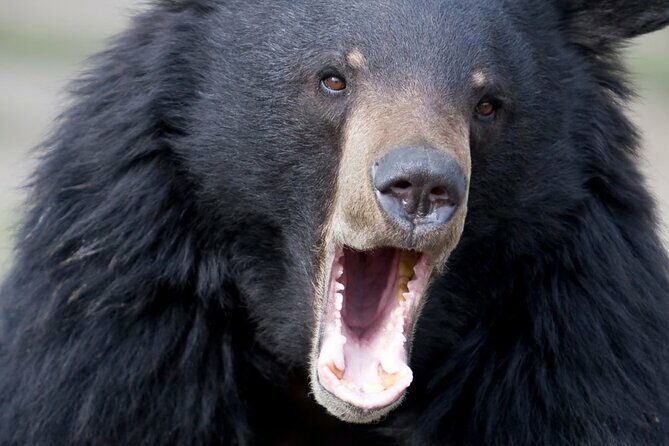 Private Ketchikan Wildlife and Sightseeing Tour - Why Choose This Tour?