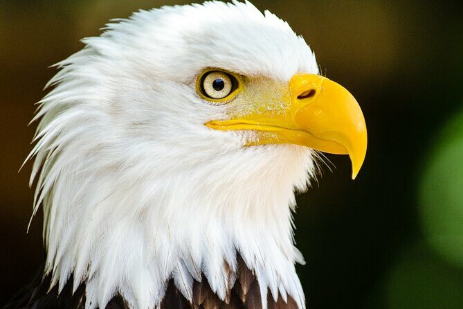 Private Ketchikan Wildlife and Sightseeing Tour - FAQ