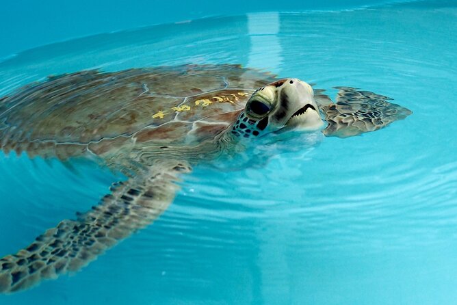 Private Key West Snorkeling Adventure - Accessibility Features
