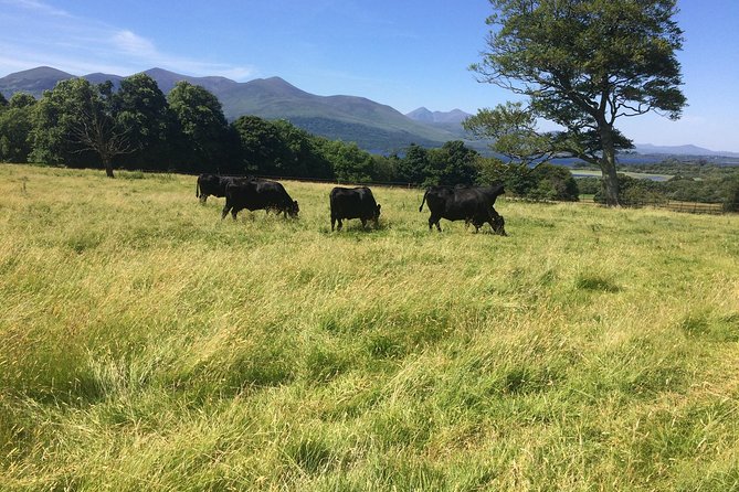 Private Killarney National Park Tour With an Accredited Chauffeur/Guide - Hassle-free Transportation
