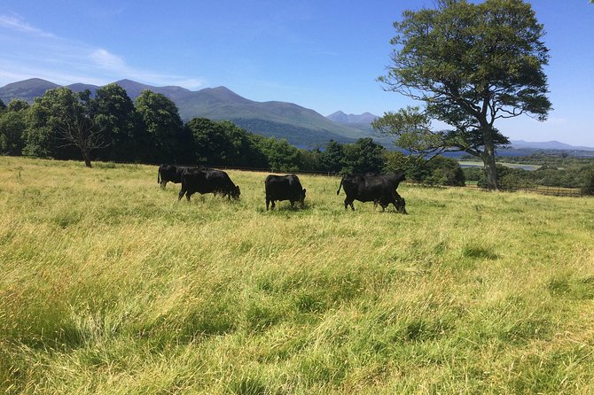 Private Killarney Tour - Personalized Itinerary Options