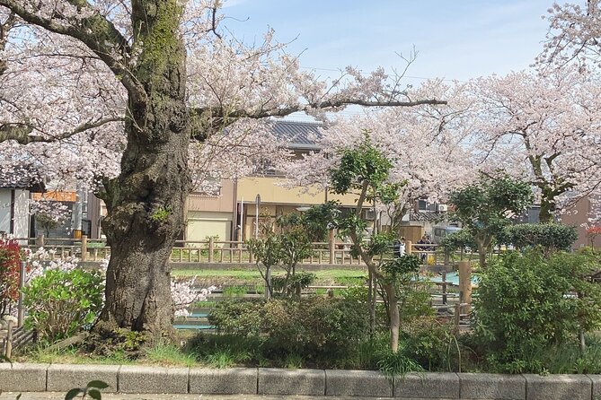 Private Kimono Stroll in Toyama City Possibly With a Shiba Inu - Optional Shiba Inu Encounter