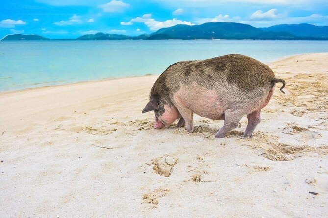 Private Koh Madsum (Pig Island) & Koh Tan by Longtail Boat Tour - Island Lifestyle Immersion