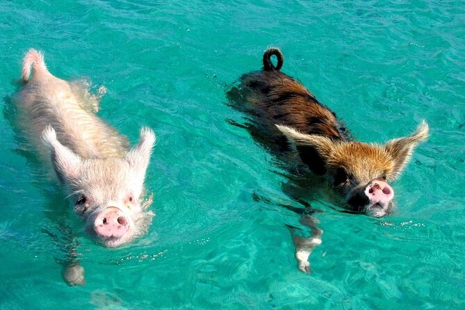 Private Koh Madsum (Pig Island) & Koh Tan by Longtail Boat Tour - Customer Feedback and Responses