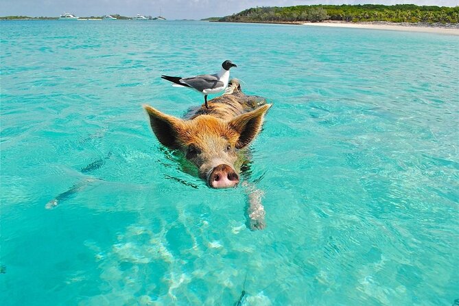 Private Koh Madsum (Pig Island) & Koh Tan by Longtail Boat Tour - Meeting Point and Pickup Instructions