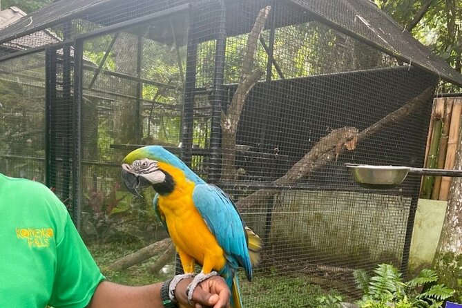Private Konoko Falls and Sightseeing Tour From Ocho Rios - Pickup Information