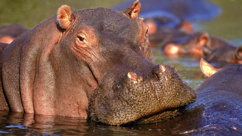 Private Kruger Full Day Safari From Hazyview - Key Points