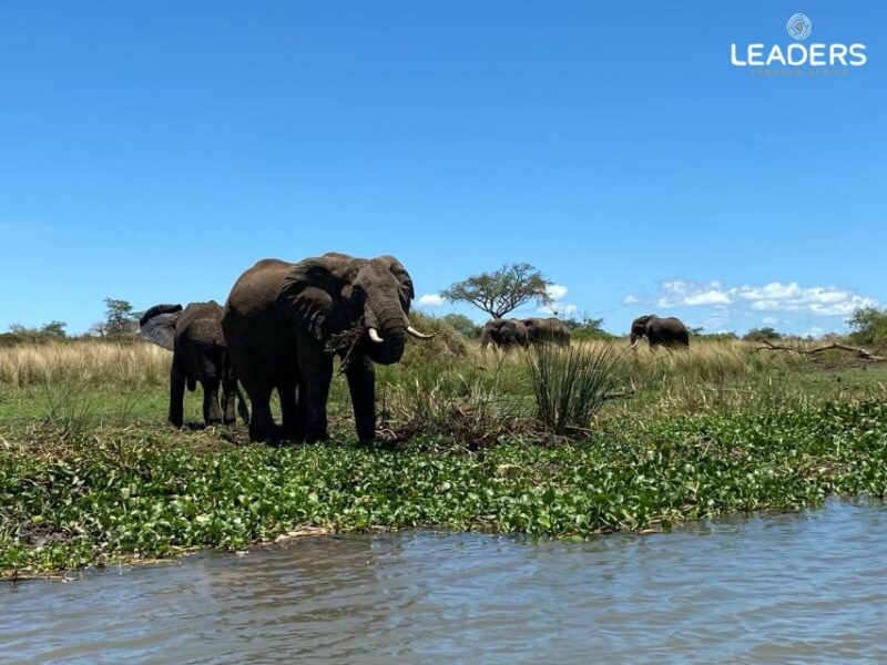 Private Kruger National Park Full Day Safari - Key Points