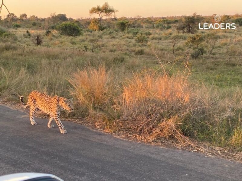 Private Kruger National Park Full Day Safari - Specialized Safari Transportation