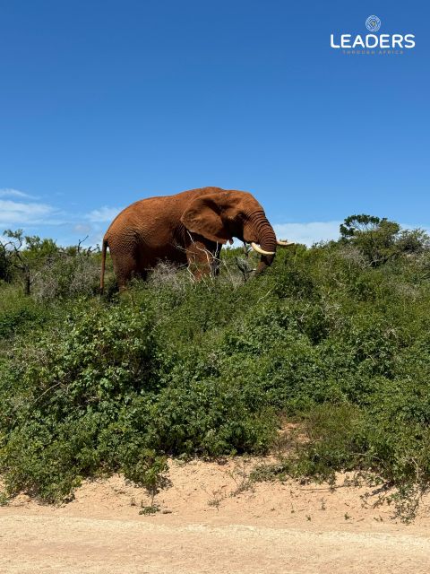 Private Kruger National Park Full Day Safari - Knowledgeable Nature Guide