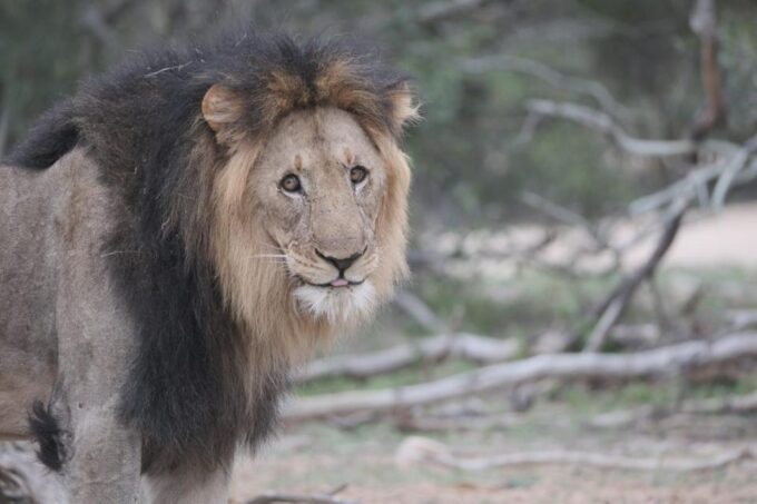 Private Kruger National Park Full Day Safari - Included Refreshments and Water