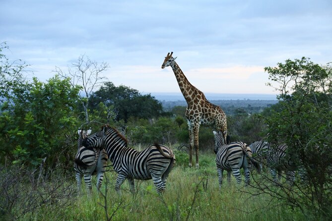 Private Kruger Park Safari and Panorama Route - Accessibility and Requirements