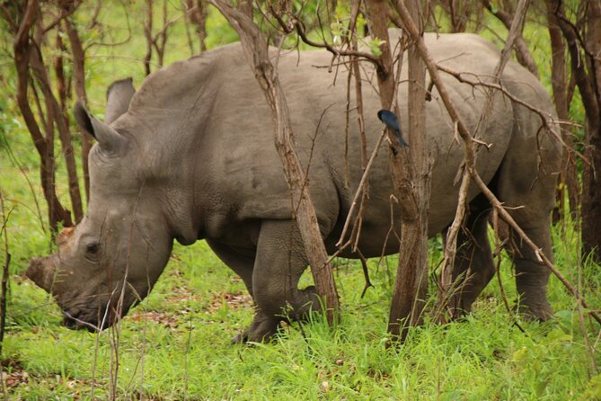 Private Kruger Park Safari and Panorama Route - Customer Reviews