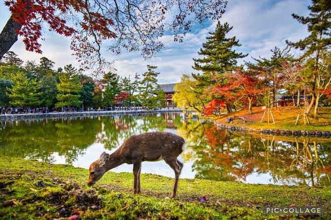 Private Kyoto-Nara Tour From Osaka With Hotel Pickup and Drop off - Included in the Tour