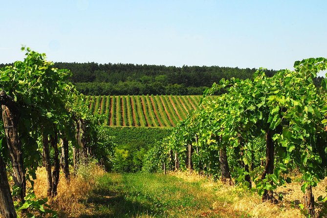 Private Lake Balaton Experience With an Unforgettable Wine Tasting - Exploring the Shores of Lake Balaton