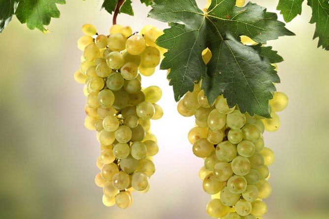 Private Lake Balaton Experience With an Unforgettable Wine Tasting - Personalized and Comfortable Transportation