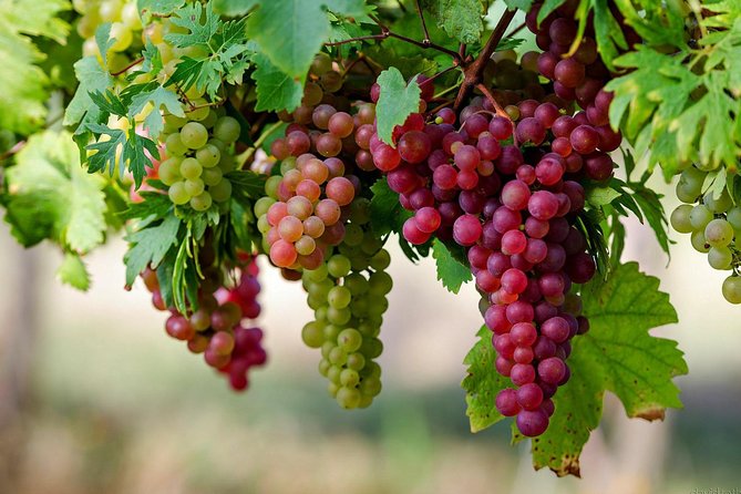 Private Lake Balaton Experience With an Unforgettable Wine Tasting - Customizing Your Balaton Adventure