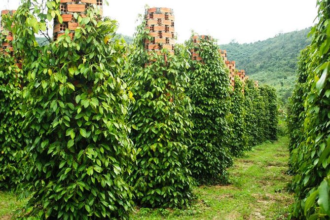 Private Land Tour & Cable Car in the South of Phu Quoc Island - Reviews