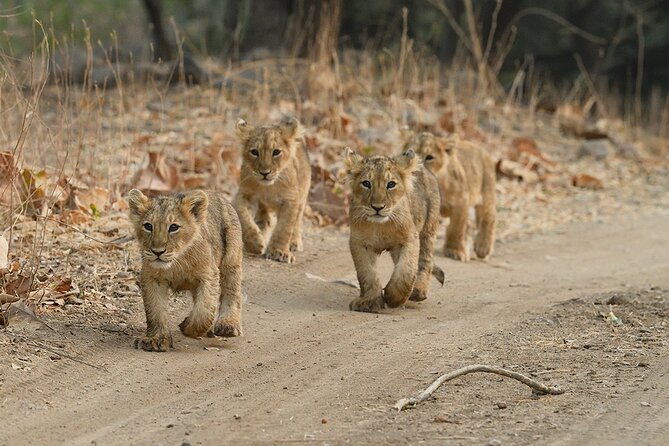 Private Lion Safari in the Gir National Park in Gujarat - Booking Recommendations
