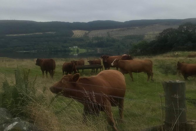 Private Loch Lomond Experience Day Tour - Tour Highlights and Sights