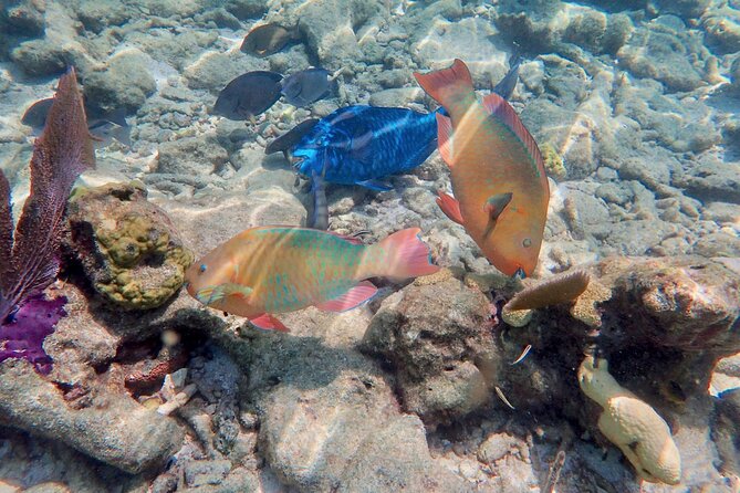 Private Looe Key Snorkel From Big Pine Key - Meeting Point