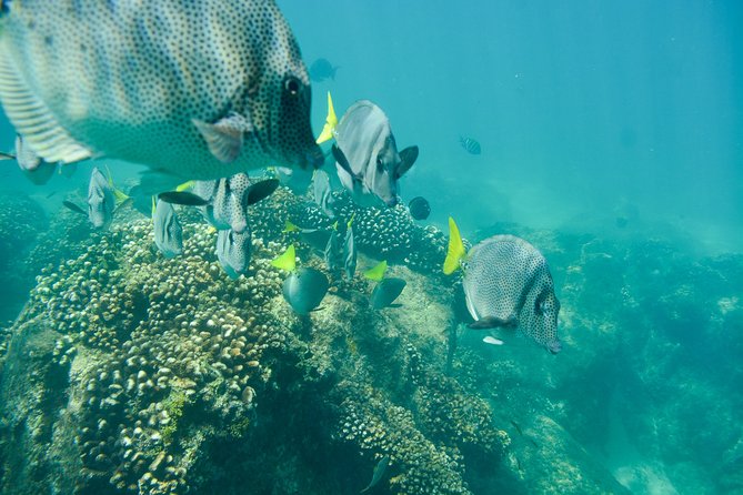 Private Los Cabos Snorkeling Tour to Chileno Bay and Santa Maria Cove - Frequently Asked Questions