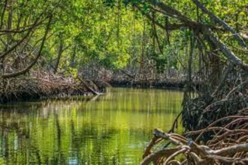 Private: Los Haitises & Caño Hondo Natural Pool Experience - Final Thoughts