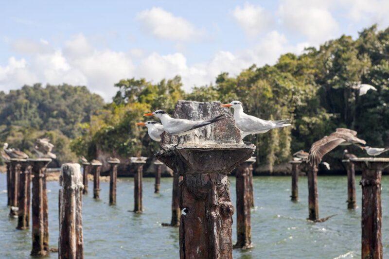 Private: Los Haitises & Cayo Levantado From Samana - Experience Highlights