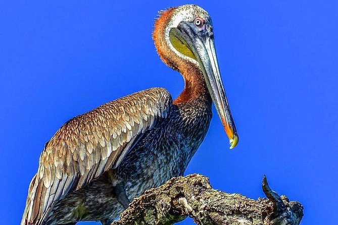 Private Los Haitises National Park and Caño Hondo Guided Tour With Lunch - Booking Your Stay