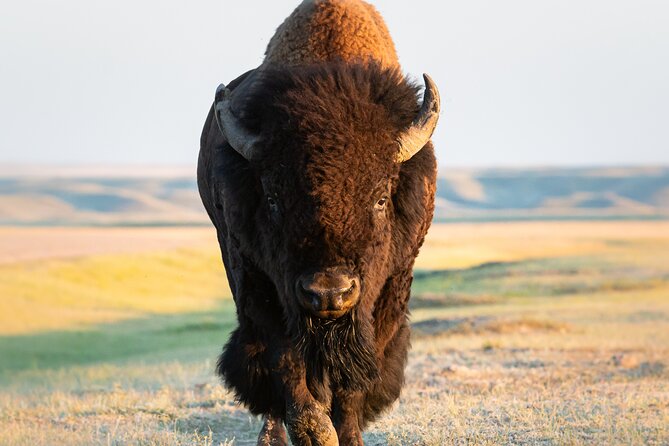 Private Lower Loop Tour of Yellowstone National Park - Pricing and Reservation Information