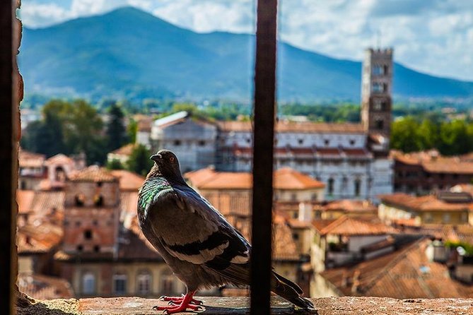 Private Lucca, Garfagnana and Pisa Day Tour - From Tuscany - Accessibility