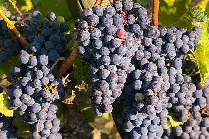 Private Lucca Wine Tour With Lunch and Tastings - Frequently Asked Questions