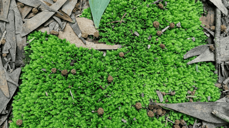 Private Lush Mystic Sintra: Native Forest / Hidden Convent - Tour Features