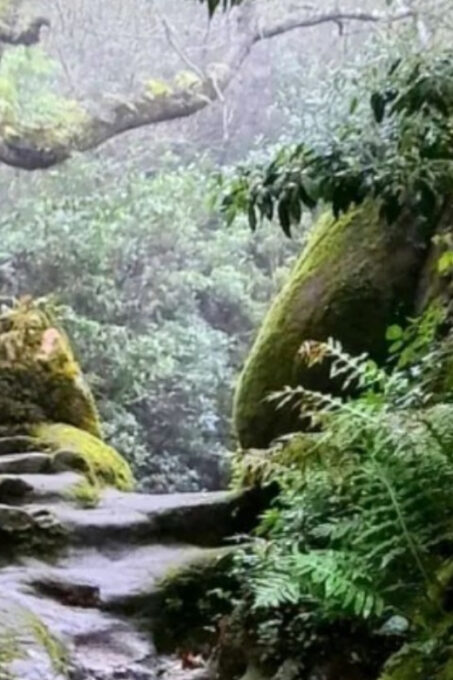 Private Lush Mystic Sintra: Native Forest / Hidden Convent - Additional Information