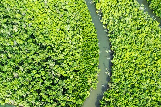 Private Luxury Cape Tribulation Adventure and Crocodile Cruise - Who Will Love This Experience?